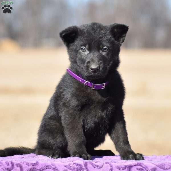 Rascal, German Shepherd Puppy
