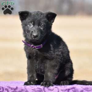 Rascal, German Shepherd Puppy