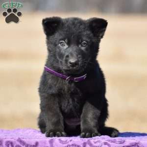 Rascal, German Shepherd Puppy