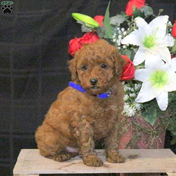 Rascal – F1B, Mini Goldendoodle Puppy