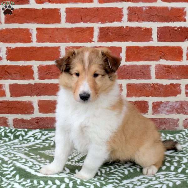 Rascal, Collie Puppy