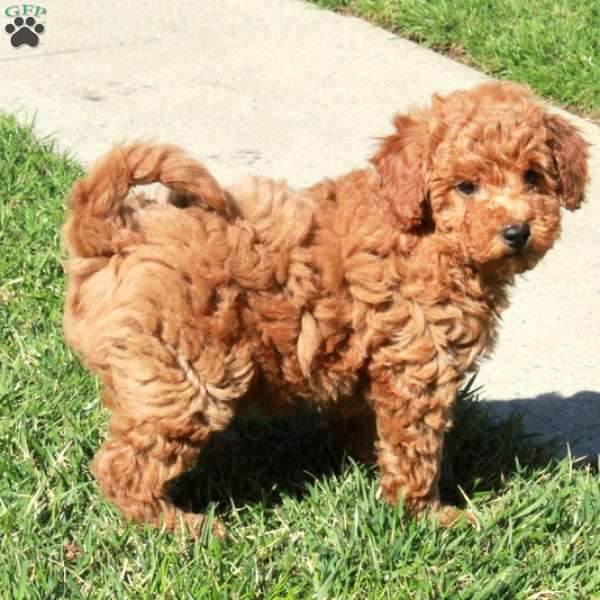 Rascal, Bich-Poo Puppy