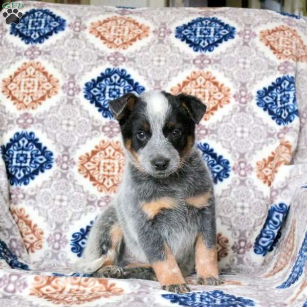 Rascal, Blue Heeler – Australian Cattle Dog Puppy