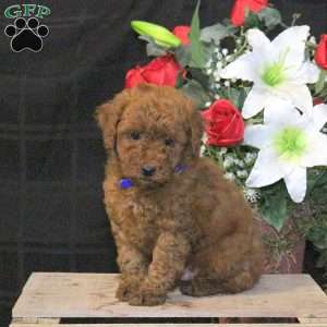 Rascal – F1B, Mini Goldendoodle Puppy