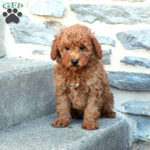 Rascal, Bich-Poo Puppy