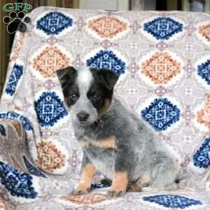 Rascal, Blue Heeler – Australian Cattle Dog Puppy