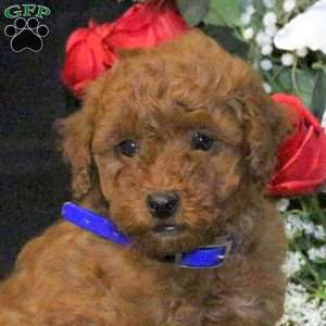 Rascal – F1B, Mini Goldendoodle Puppy