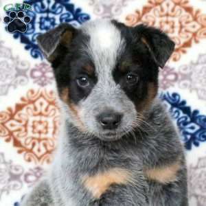Rascal, Blue Heeler – Australian Cattle Dog Puppy