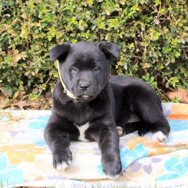 Raspberry, Labrador Mix Puppy