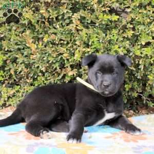 Raspberry, Labrador Mix Puppy