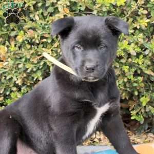 Raspberry, Labrador Mix Puppy