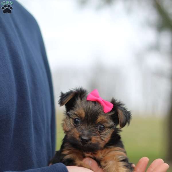 Raven, Yorkie Puppy