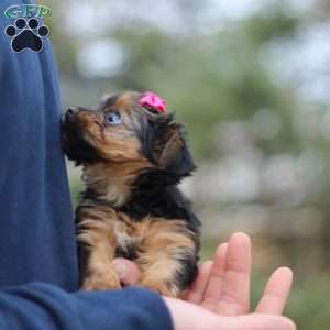 Raven, Yorkie Puppy