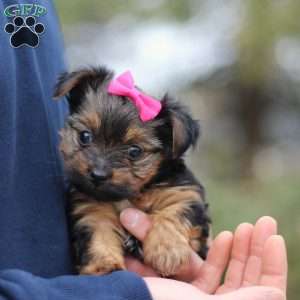 Raven, Yorkie Puppy