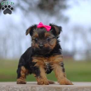 Raven, Yorkie Puppy