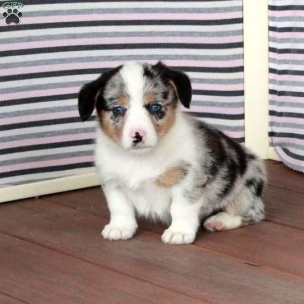 Ray, Pembroke Welsh Corgi Puppy