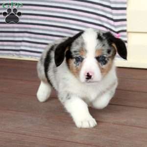 Ray, Pembroke Welsh Corgi Puppy