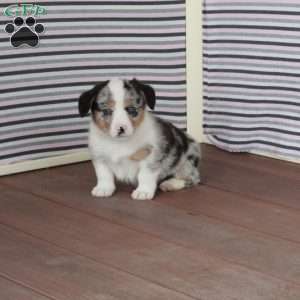 Ray, Pembroke Welsh Corgi Puppy