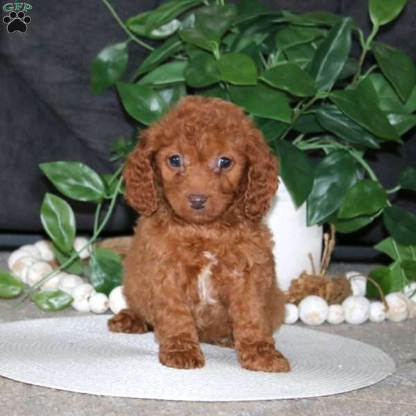 Rayna, Cockapoo Puppy