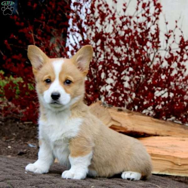 Rayna, Pembroke Welsh Corgi Puppy