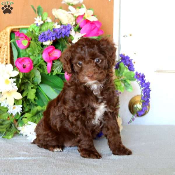 Rayna, Cockapoo Puppy