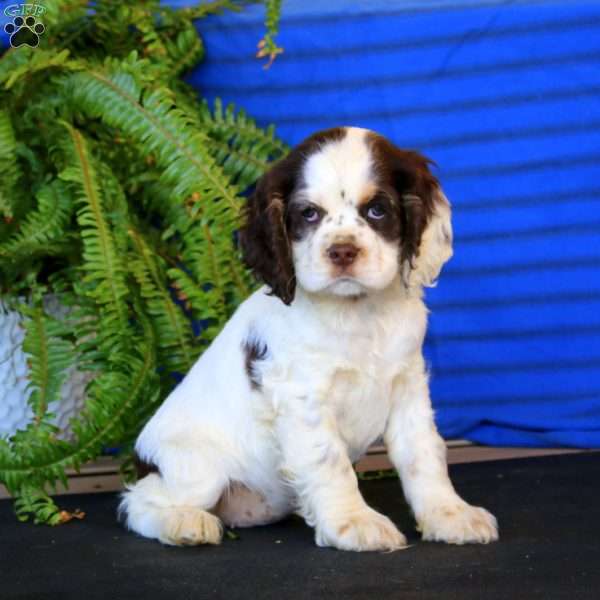Rayna, Cocker Spaniel Puppy