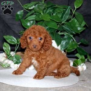 Rayna, Cockapoo Puppy