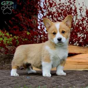 Rayna, Pembroke Welsh Corgi Puppy