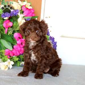 Rayna, Cockapoo Puppy