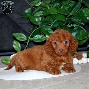 Rayna, Cockapoo Puppy