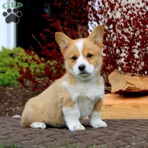Rayna, Pembroke Welsh Corgi Puppy