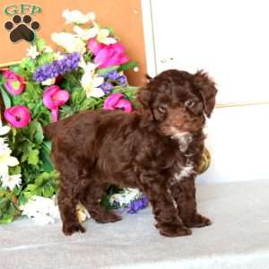 Rayna, Cockapoo Puppy