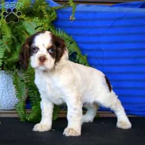 Rayna, Cocker Spaniel Puppy