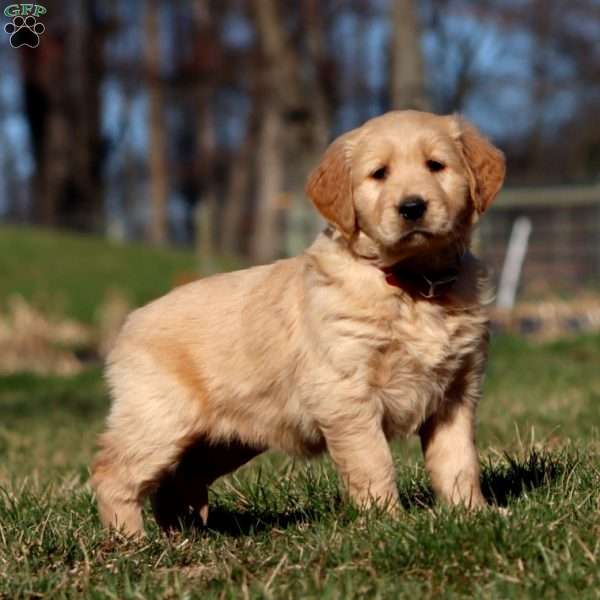 Reba, Golden Retriever Puppy