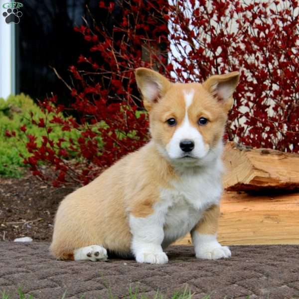Reba, Pembroke Welsh Corgi Puppy