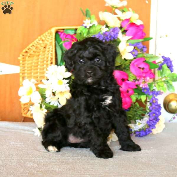 Reba, Cockapoo Puppy