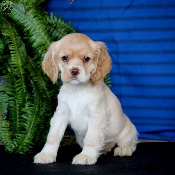 Reba, Cocker Spaniel Puppy