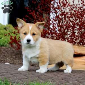 Reba, Pembroke Welsh Corgi Puppy