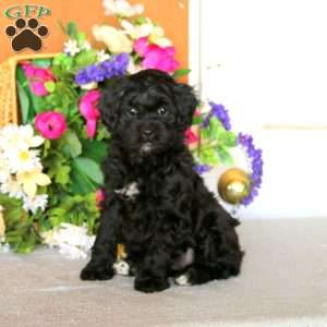 Reba, Cockapoo Puppy