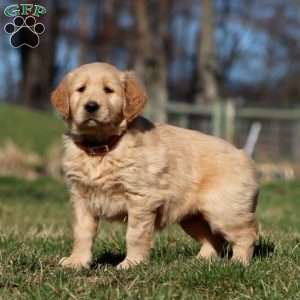 Reba, Golden Retriever Puppy