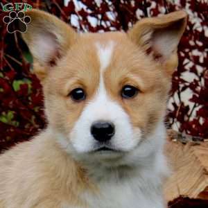 Reba, Pembroke Welsh Corgi Puppy