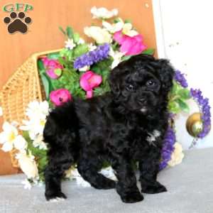 Reba, Cockapoo Puppy