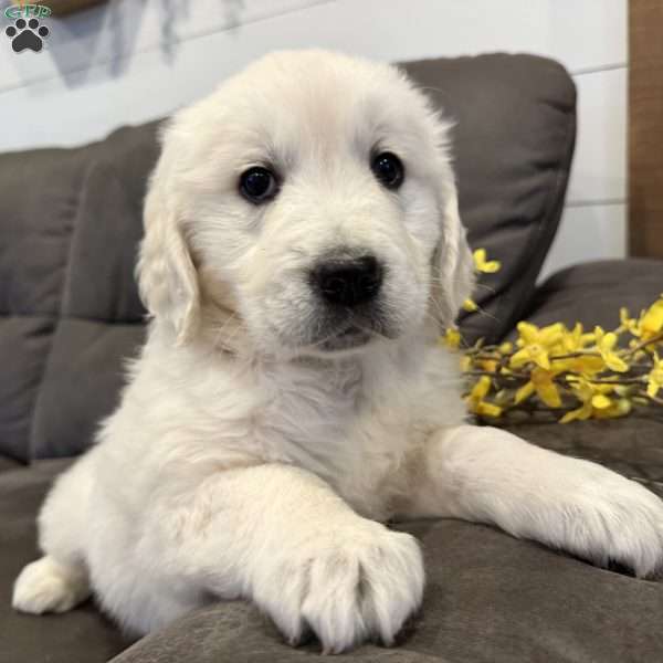 Reba, English Cream Golden Retriever Puppy