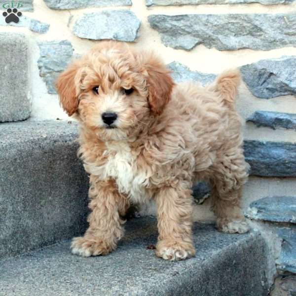 Rebel, Bich-Poo Puppy