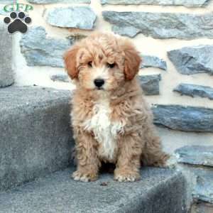 Rebel, Bich-Poo Puppy