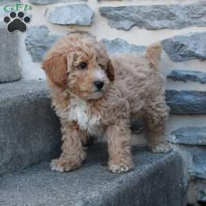 Rebel, Bich-Poo Puppy