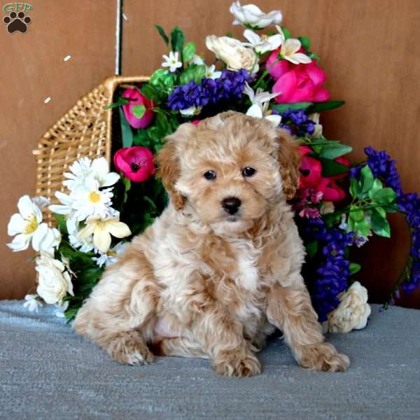 Reece, Cockapoo Puppy