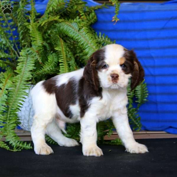 Reece, Cocker Spaniel Puppy