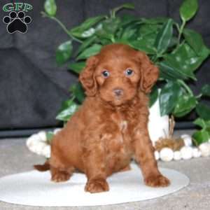 Reece, Cockapoo Puppy