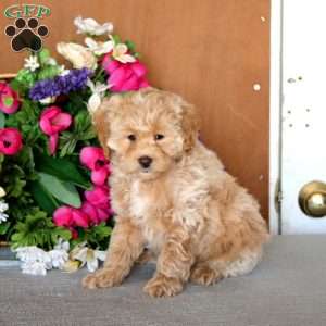 Reece, Cockapoo Puppy